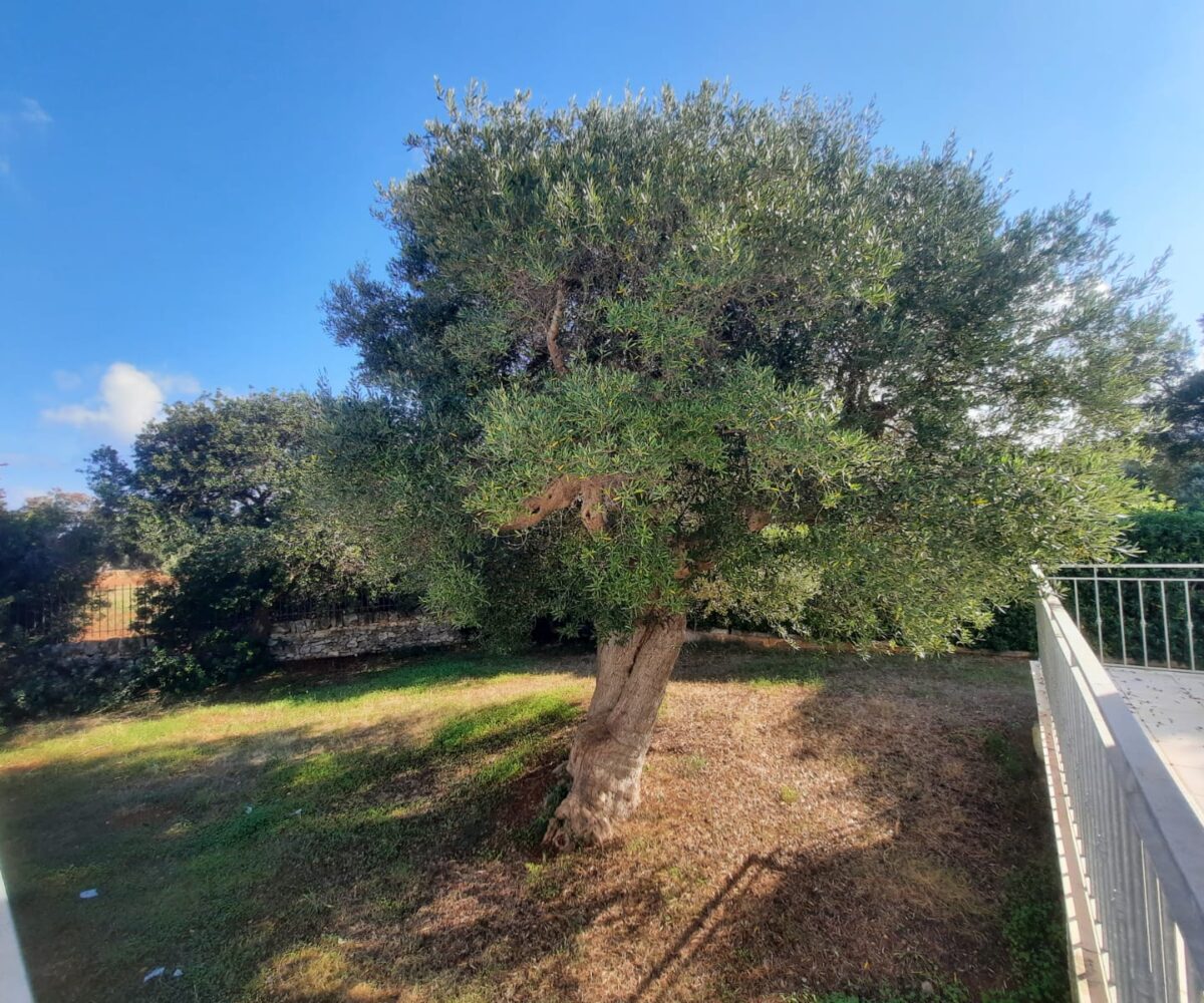 giardino Rosa Marina zona arcate puglia