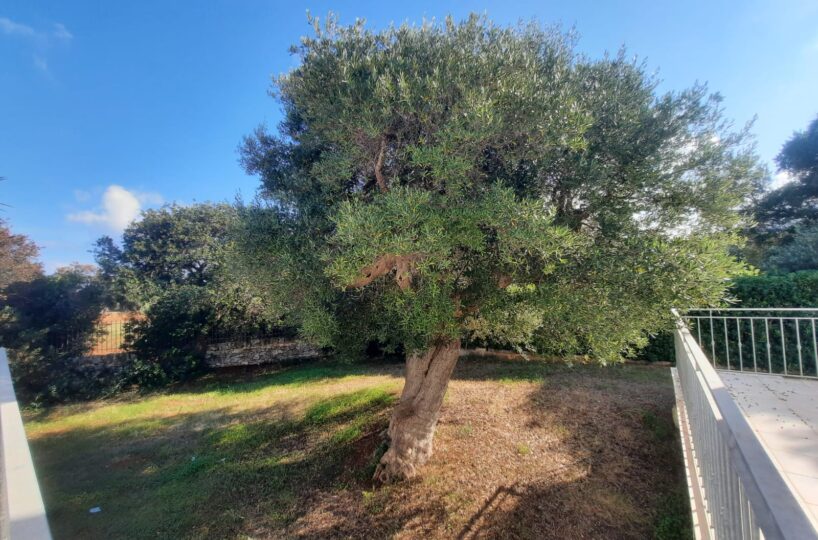 giardino Rosa Marina zona arcate puglia