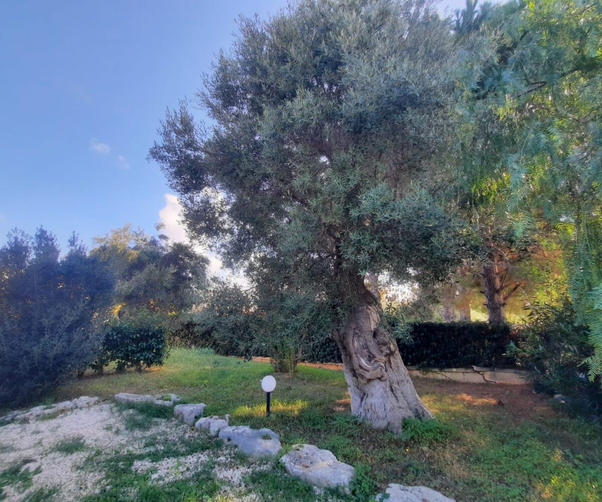 giardino Rosa Marina zona arcate puglia