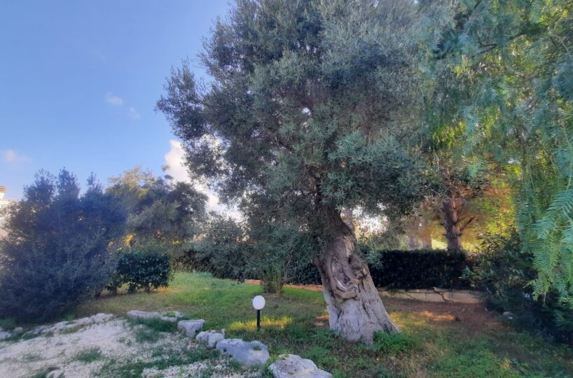 giardino Rosa Marina zona arcate puglia