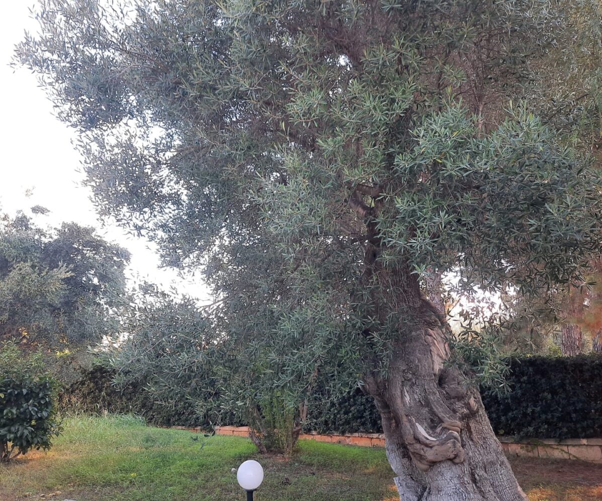 giardino Rosa Marina zona arcate puglia