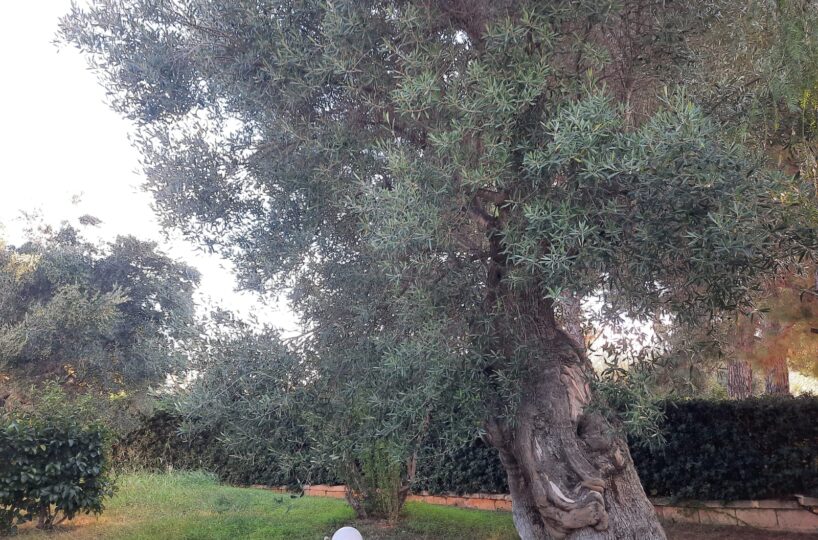 giardino Rosa Marina zona arcate puglia