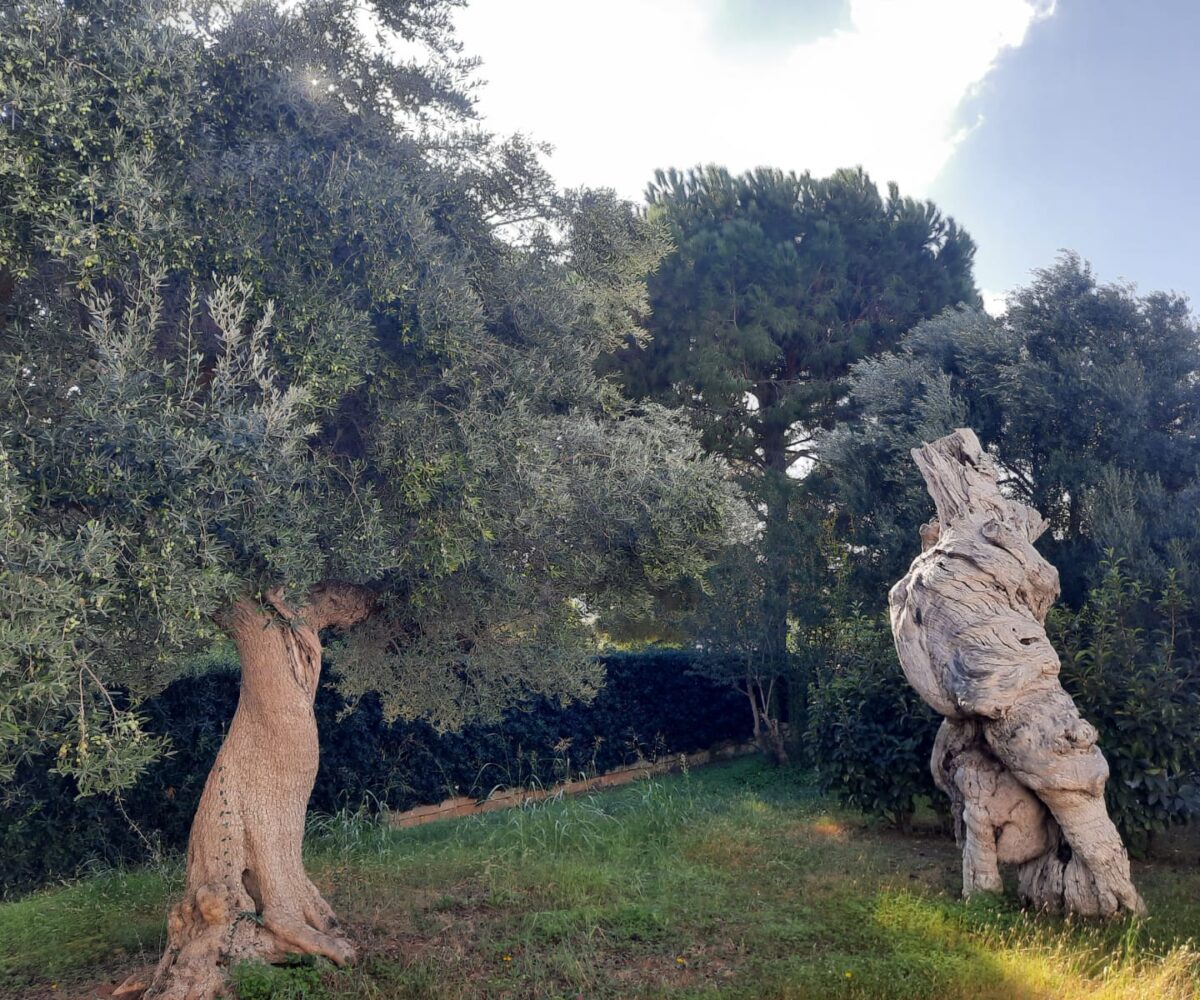 giardino Rosa Marina zona arcate puglia