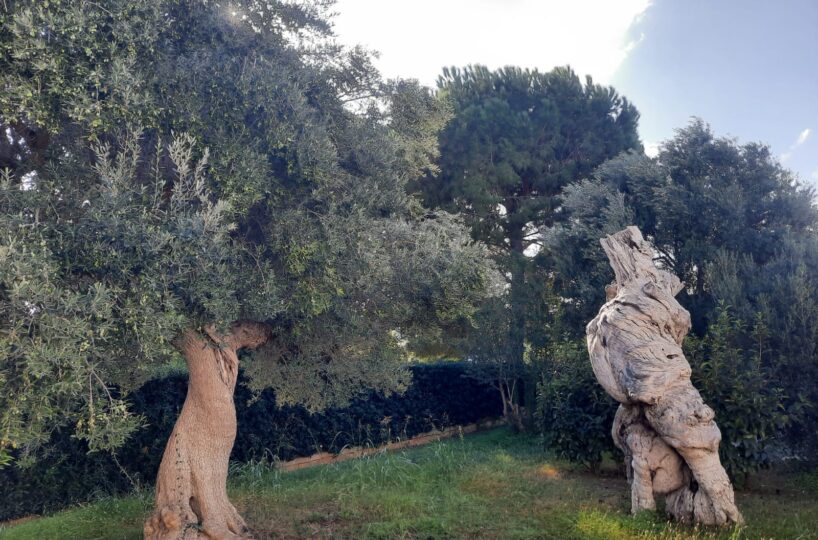 giardino Rosa Marina zona arcate puglia